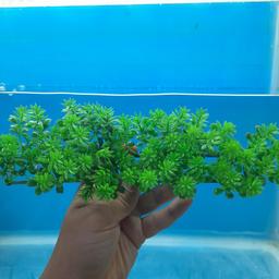 گیاه مصنوعی آکواریوم مدل کفی کد15