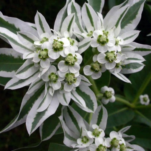 بذر گل چینی سفید بسته 30عددی