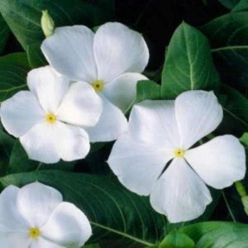 بذر گل پریوش سفید پر گل بسته 100 عددی