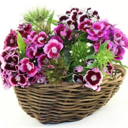 بذر گل بوقلمون پاکوتاه گلدانی رنگارنگ ایتالیایی بسته 100 عددی