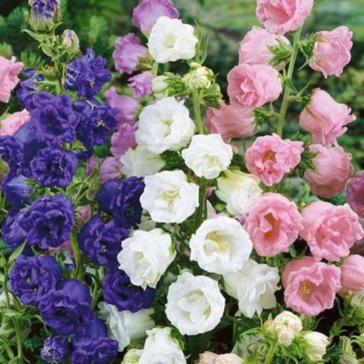 بذر گل زنگوله ای رنگارنگ آمریکایی بسته 30 عددی