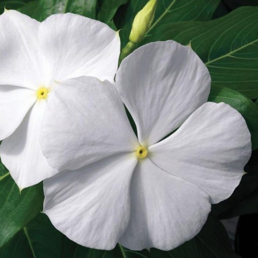 بذر گل پریوش سفید پر گل بسته 100 عددی