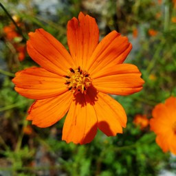 بذر گل ستاره ای نارنجی پرگل بسته 50عددی