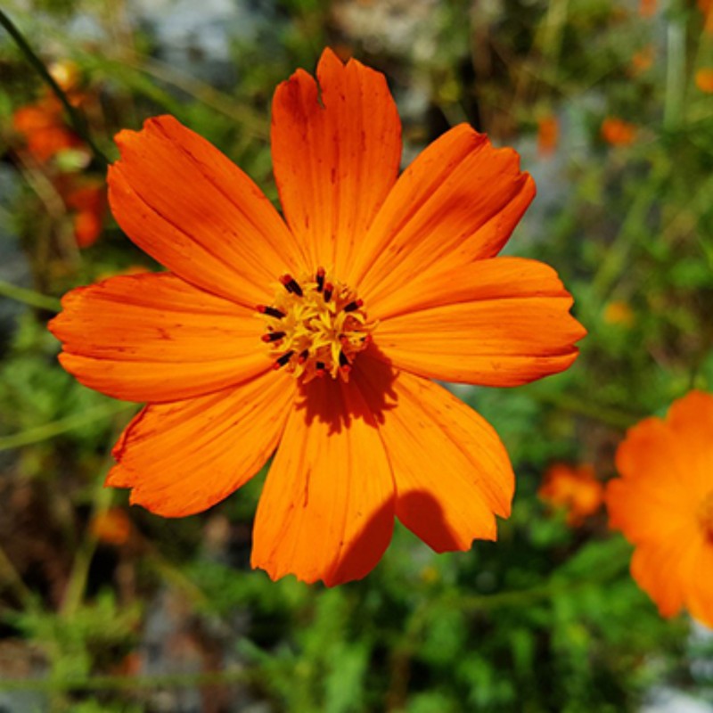 بذر گل ستاره ای نارنجی پرگل بسته 50عددی