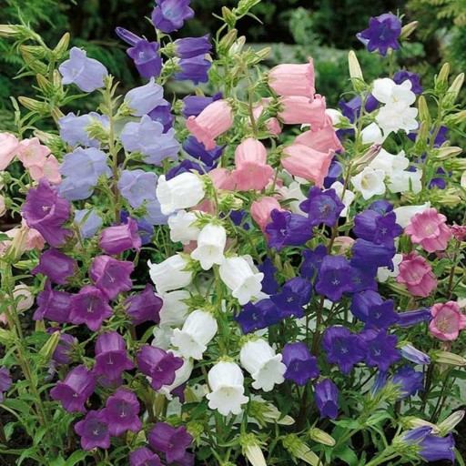 بذر گل زنگوله ای رنگارنگ آمریکایی بسته 30 عددی