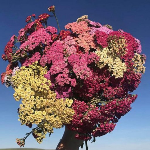بذر گل بومادران کلرادو میکس ارگانیک آمریکایی بسته 50 عددی