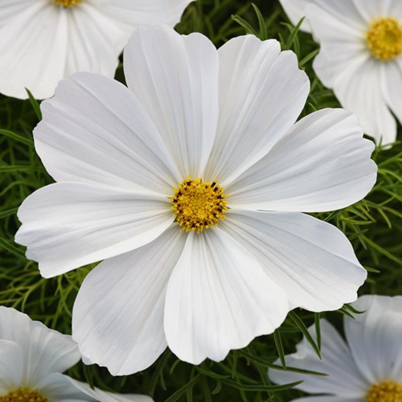 بذر گل ستاره ای سفید پرگل ایتالیایی بسته 50عددی