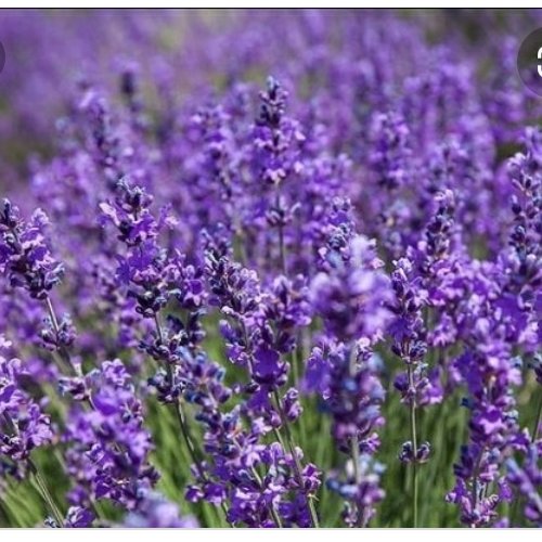 عرق اسطوخودوس بیشه