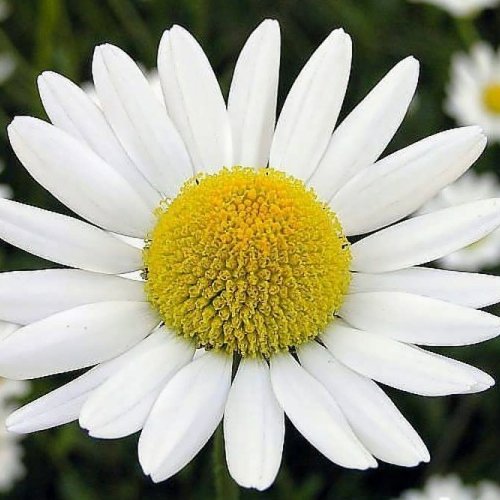 عرق بابونه درجه یک بیشه 