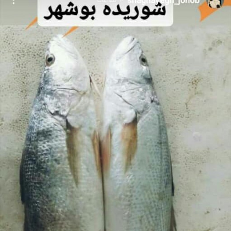 ماهی شوریده بوشهری