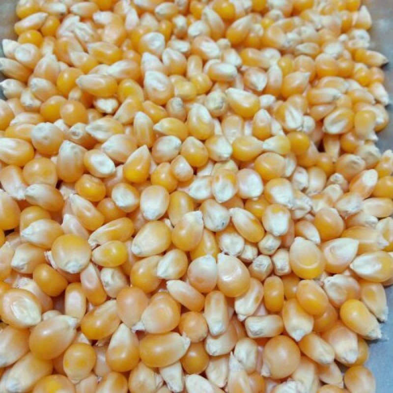 ذرت پفیلا(pop corn )