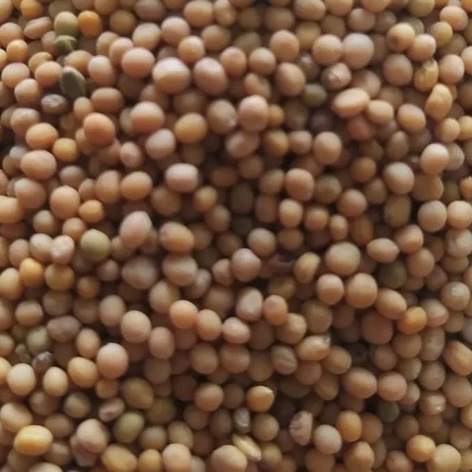 دانه خردل درجه یک 150 گرم