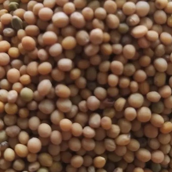 دانه خردل درجه یک 250 گرم 