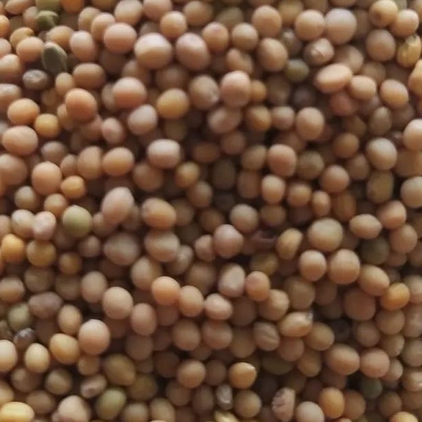 دانه خردل درجه یک 150 گرم