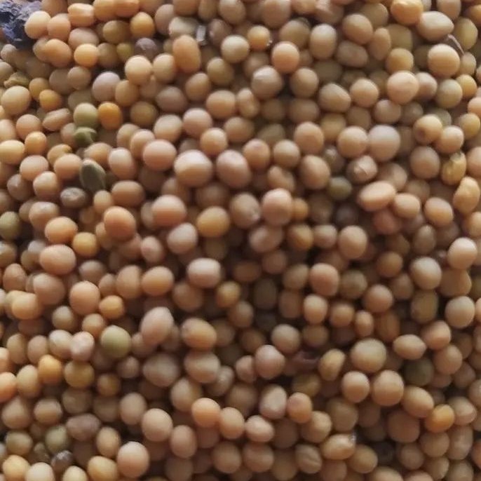 دانه خردل درجه یک 250 گرم 