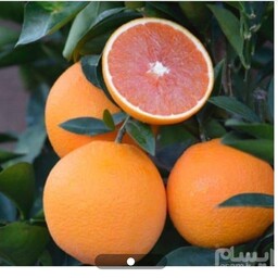نهال پرتقال خونی کاراکارا