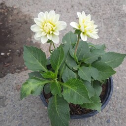 نهال گل کوکب سفید