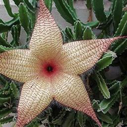 گل کاکتوس استاپیلا (ستاره دریایی)