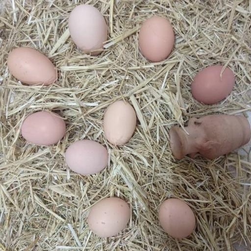 تخم مرغ محلی رسمی ارگانیک تغذیه شده با بهترین دان