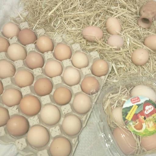 تخم مرغ محلی رسمی ارگانیک تغذیه شده با بهترین دان