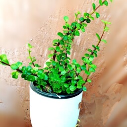 کراسولا یا گیاه خرفه ای با گلدان سرامیک 