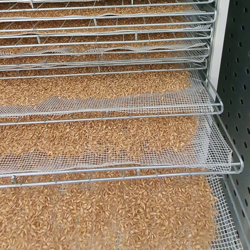 جوانه گندم خشک شده 10 کیلویی (گندم جوانه زده) (جهت طبخ سمنو یا استفاده در سوهان پزی) باربری پس کرایه