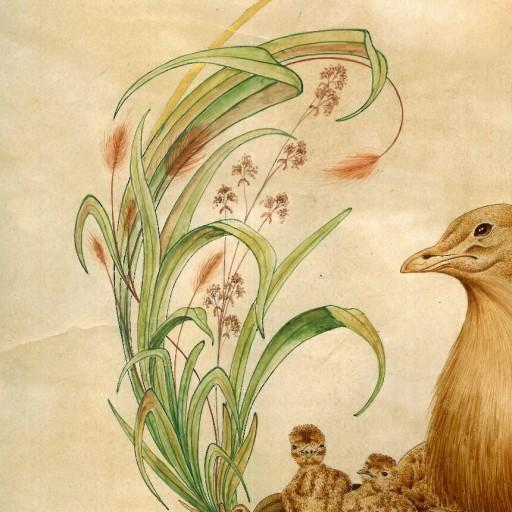 نقاشی پرنده میش مرغ بر روی مقوای رنگ شده با رنگ طبیعی