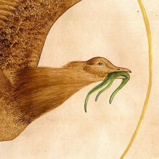 نقاشی با مرکب و آبرنگ از پرنده ای به نام میش مرغ