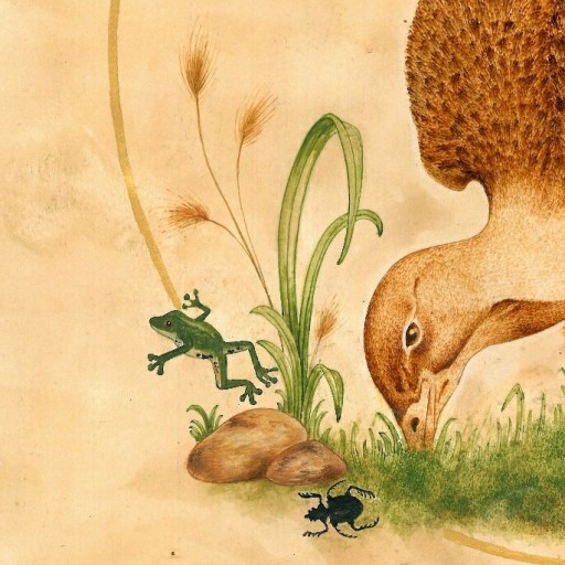 نقاشی از پرنده به نام میش مرغ با مرکب و آبرنگ