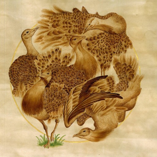 نقاشی مرکبی و آبرنگی از پرنده ای به نام میش مرغ
