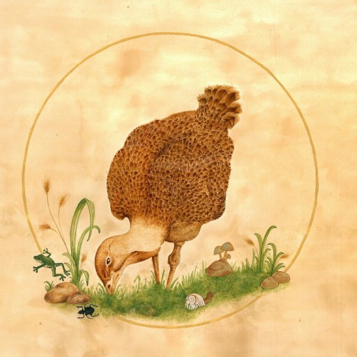 نقاشی از پرنده به نام میش مرغ با مرکب و آبرنگ