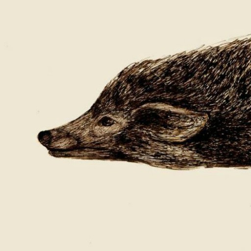 نقاشی روباه خوابیده با قلم فلزی روی مقوا