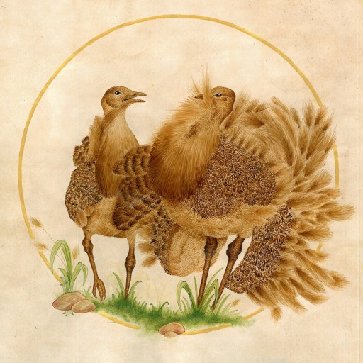 نقاشی مرکب و آبرنگ از پرنده ای به نام میش مرغ