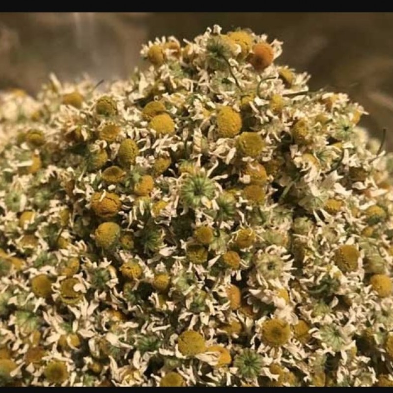 گل بابونه شیرازی(100گرمی)