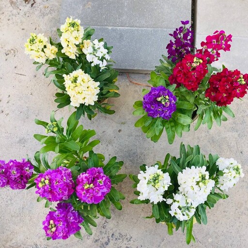 پک چهارتایی گل شب بو طبیعی ( شببو ) با گلدان سفالی در رنگ های مختلف سطل 4 هزینه ارسال بصورت پس کرایه