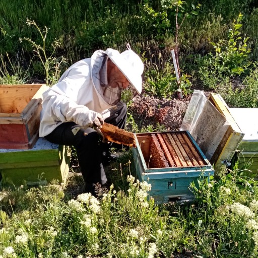 عسل طبیعی بدون تغذیه چهل گیاه