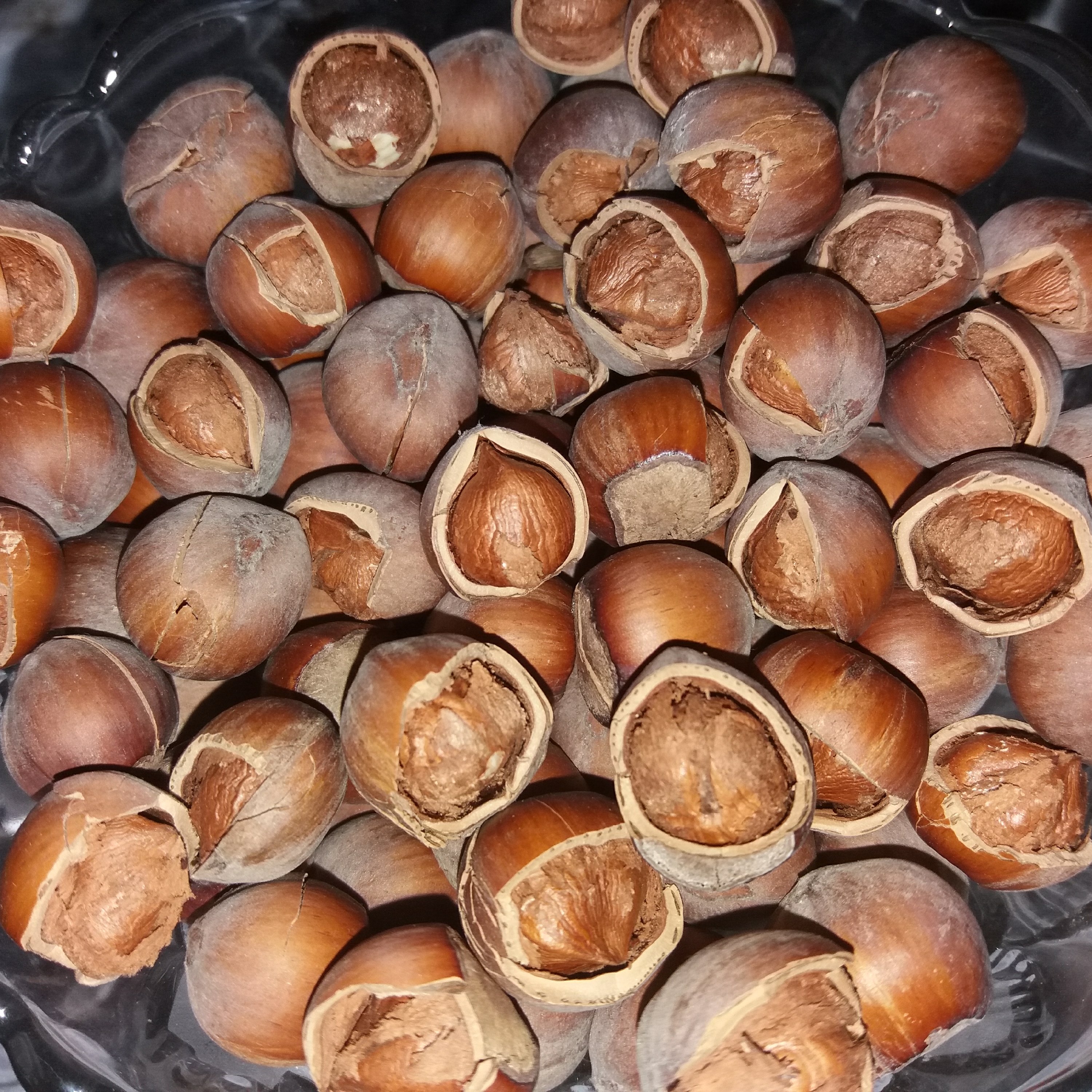 فندق خام شکسته(خندان) دو کیلوگرم فیدنو