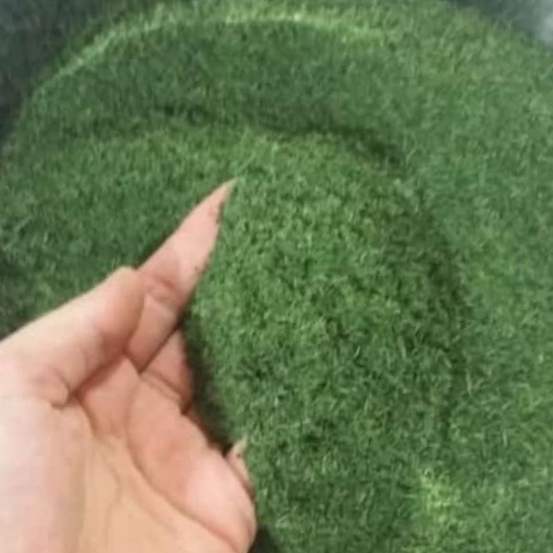 شوید خشک اعلا درجه یک شمال سر سبز