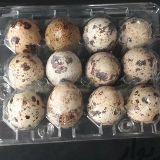 تخم ارگانیک بلدرچین پک 12 عددی(10 بسته)