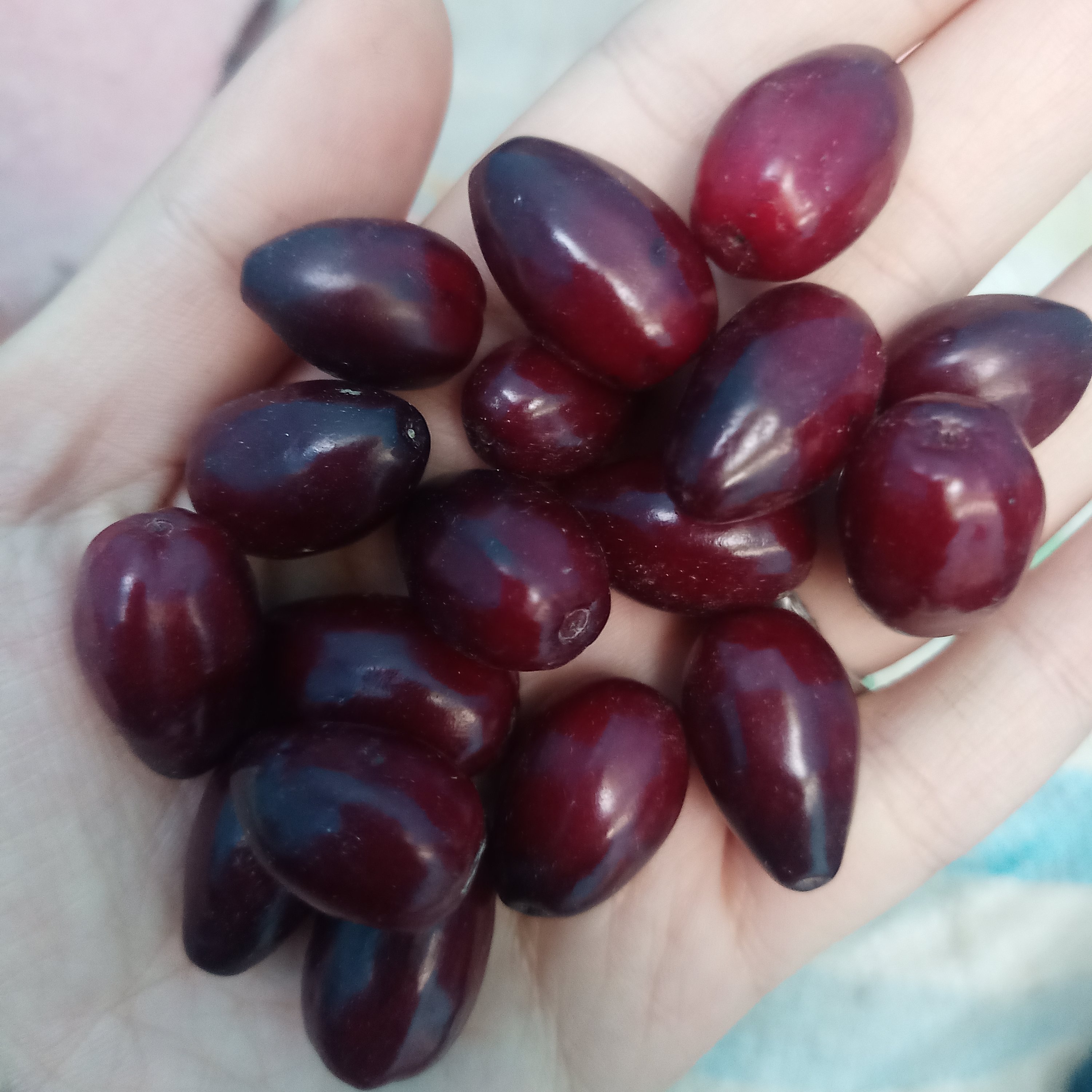 زغال اخته خشک درشت طارم امسالی 1 کیلویی (مشکی خالص)تازه