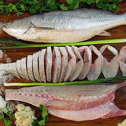 ماهی شوریده اصل بوشهرصید روز سایز درشت و متوسط موجود می باشد