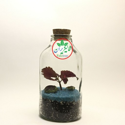 تراریوم بطری شیشه ای 21 بسته آبی (FTB006)