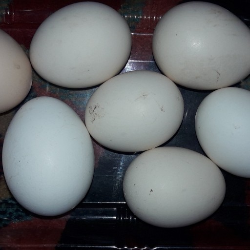 تخم مرغ محلی ریحانه