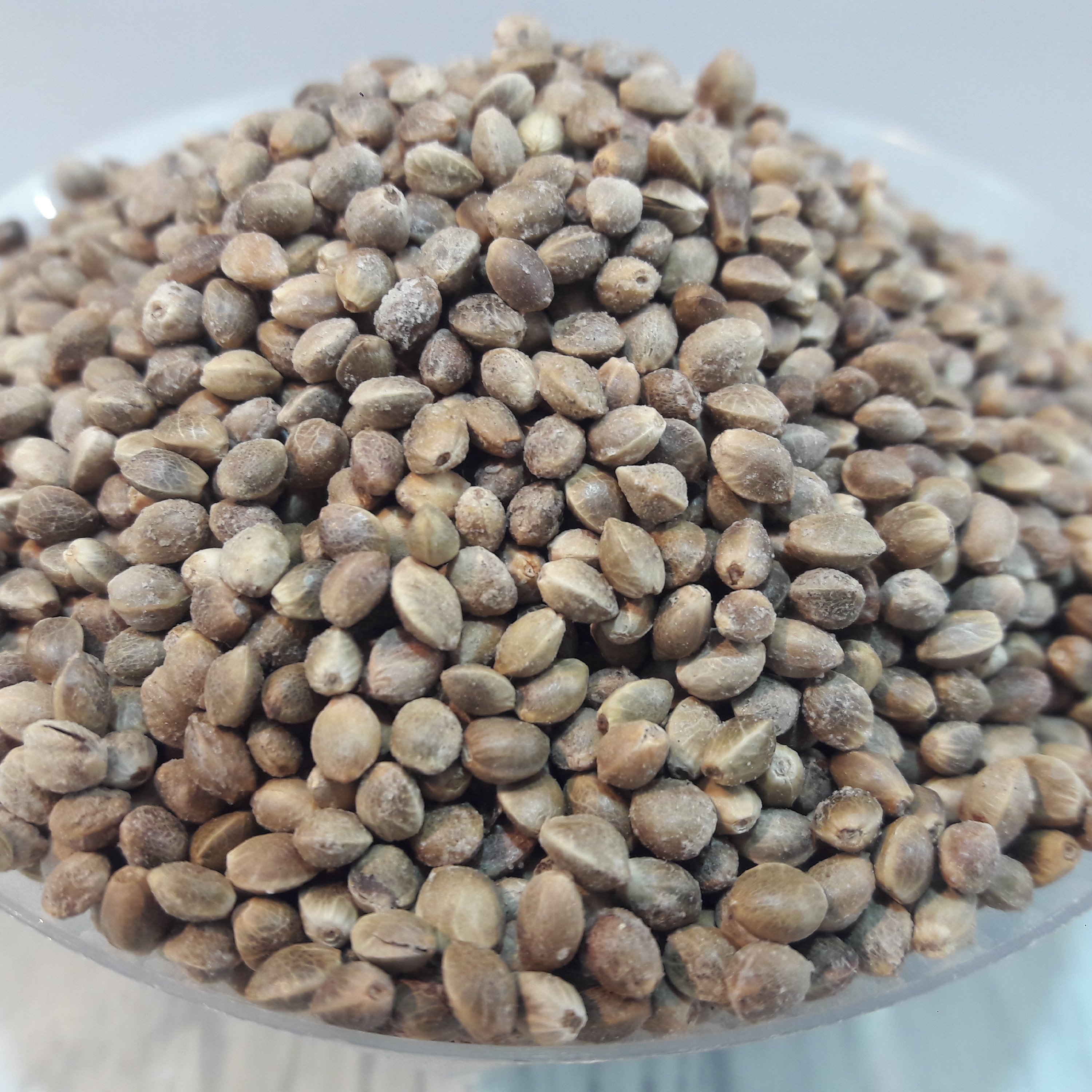 شاهدانه درشت شور تمیز (200گرمی) شاهدونه شادونه