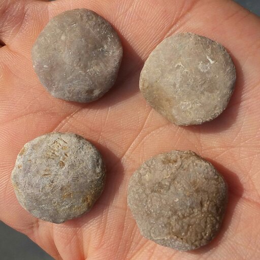 سنگ فسیل نومولیت یاسکه سنگ یا شاهدانه عدسی 
جانورانی از رده روزنداران بودند که 55 میلیون سال پیش درمحیط دریایی  میزیستند