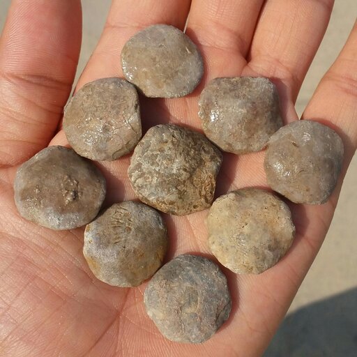 سنگ فسیل نومولیت یاسکه سنگ یا شاهدانه عدسی 
جانورانی از رده روزنداران بودند که 55 میلیون سال پیش درمحیط دریایی  میزیستند