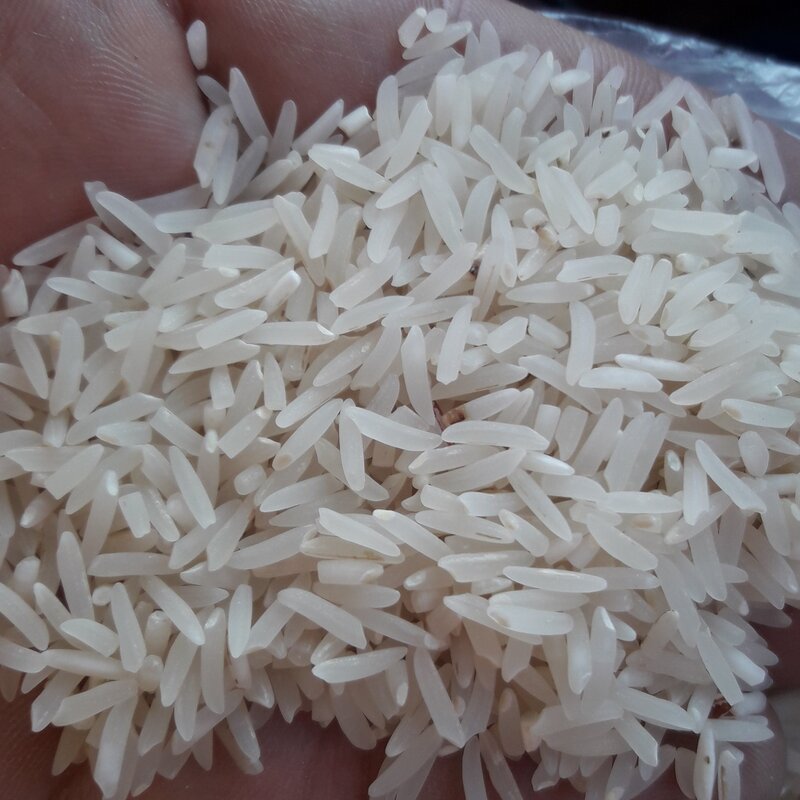 برنج فجر درجه یک نوع برنج بیشتر درگرگان و قسمتی از مازندران کشت میشه بخاطر افزایش محصول این برنج سوزنی و نوک قلابی