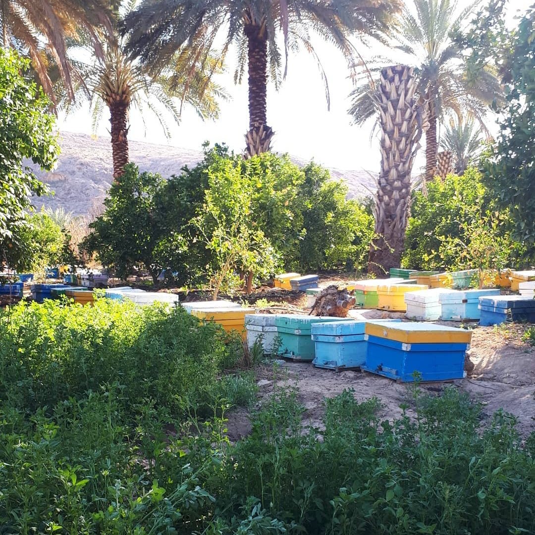 عسل بهار نارنج درجه یک 