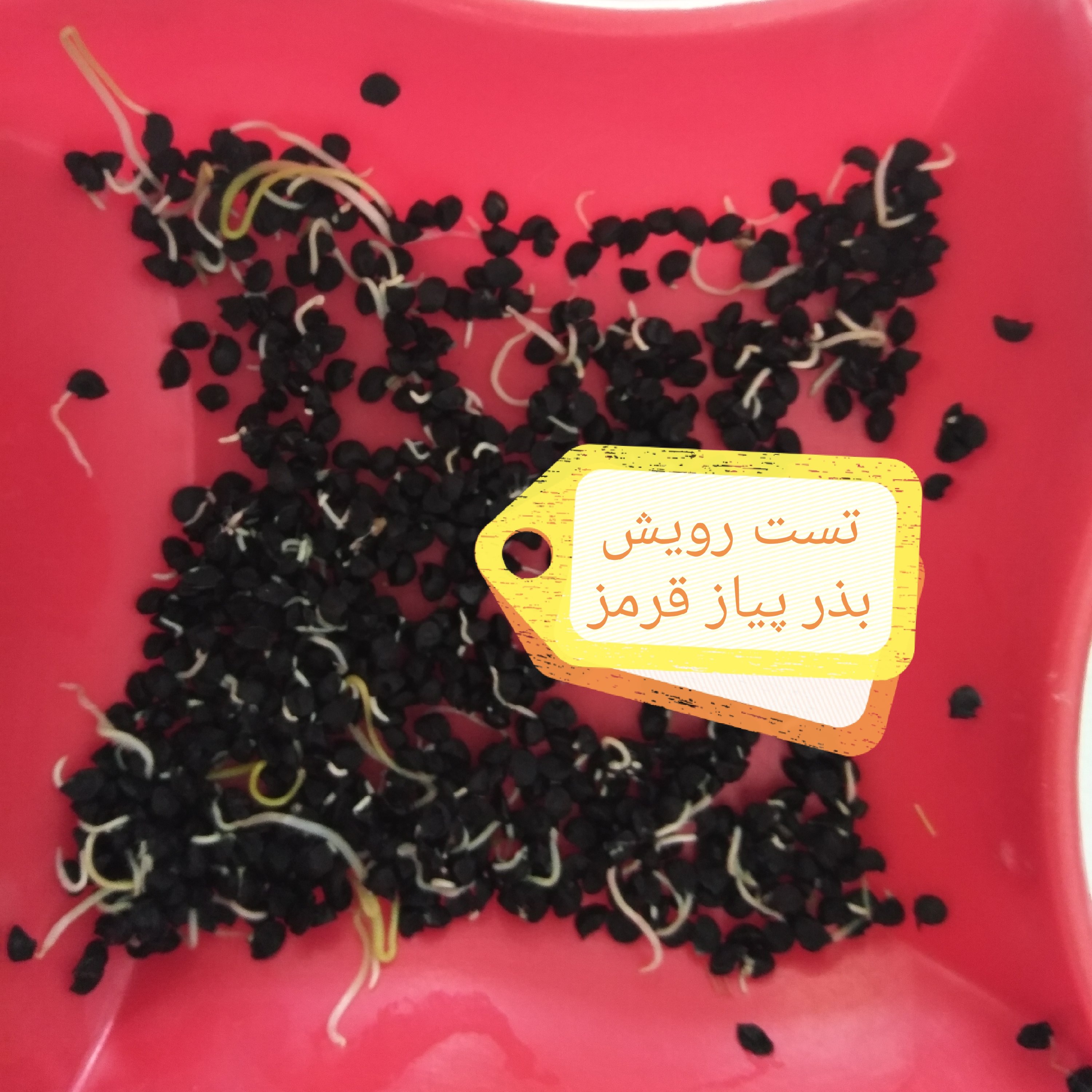 بذر پیاز قرمز اعلاء،قسطی 4 ماهه (20 گرمی)