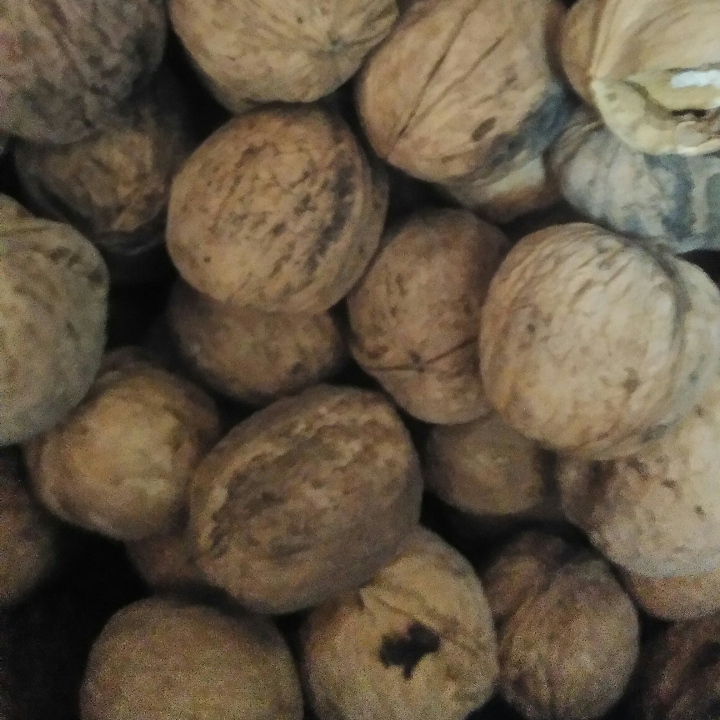 گردو مغز سفید دهاتی
